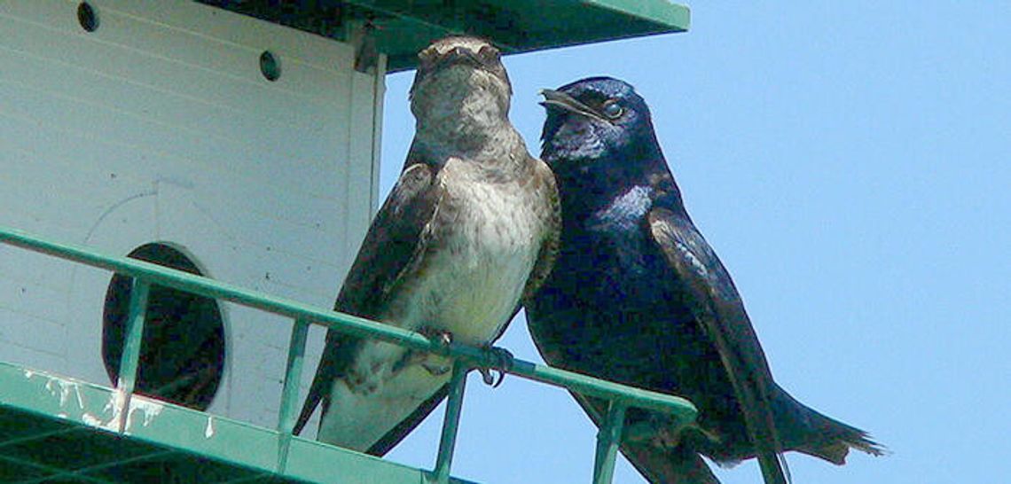 Prepare your home for purple martins