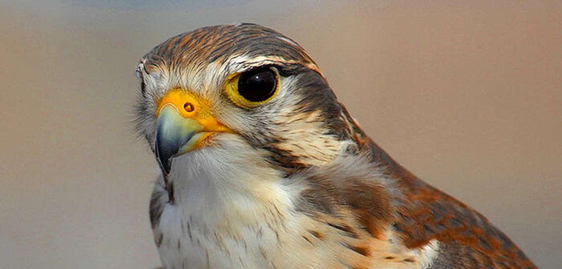 Presenting the ‘wandering falcon’