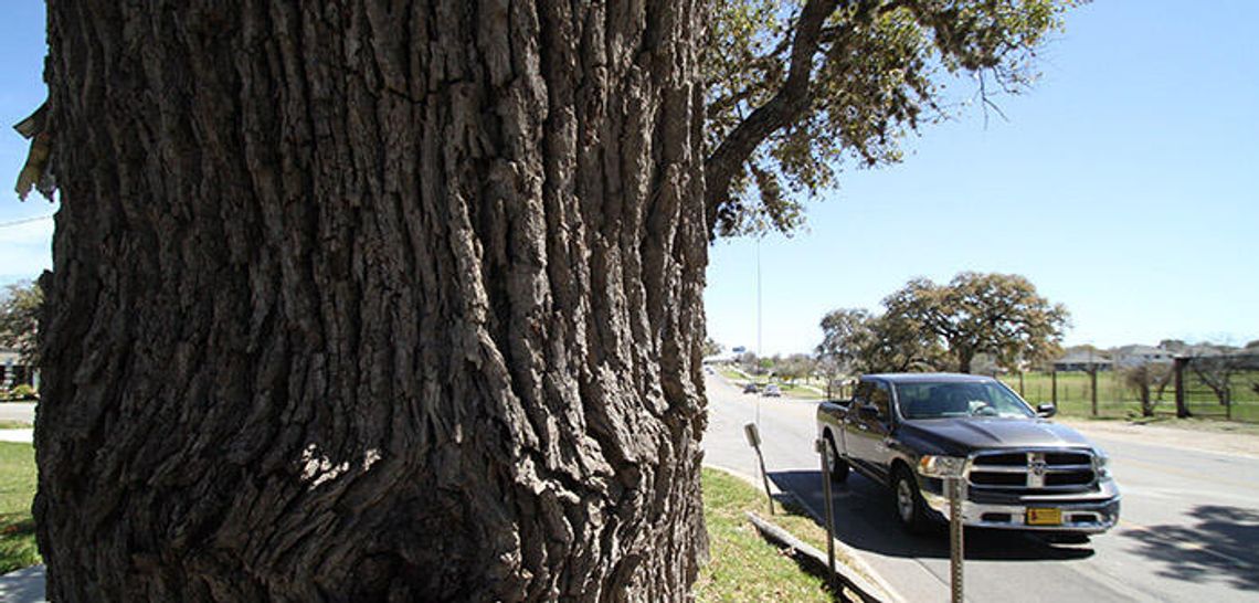 Proposed bill may uproot local tree ordinances