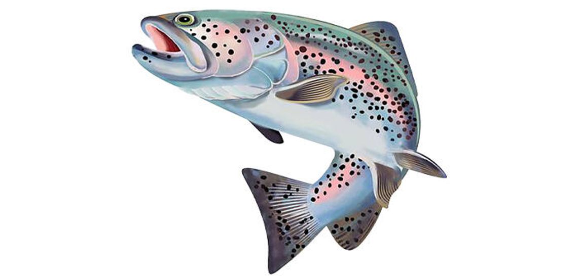 Public access now open for Guadalupe River trout fishing