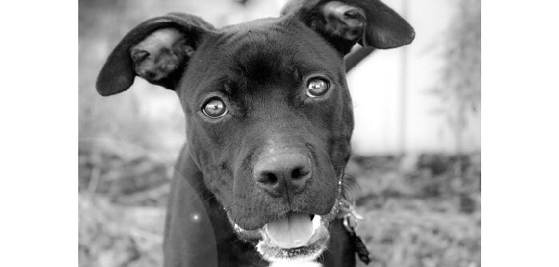 Regional animal shelter seeking foster homes
