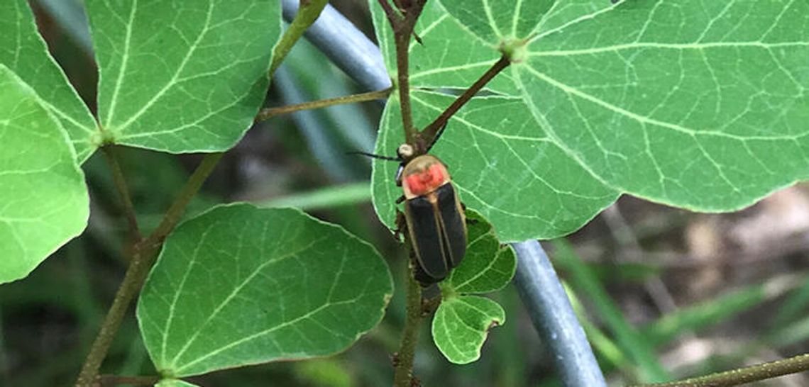 Remove pesticides before you plant