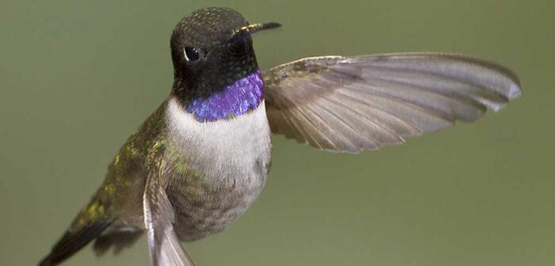 Report hummers