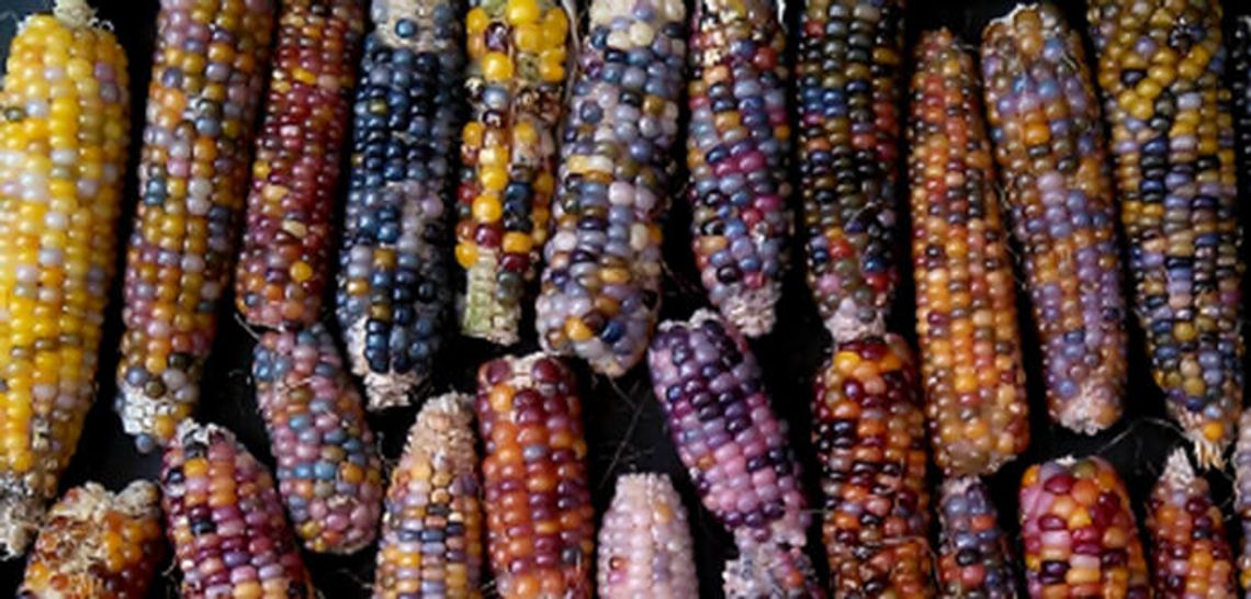 Sargert shares his passion for Hopi Corn and mushroom plants