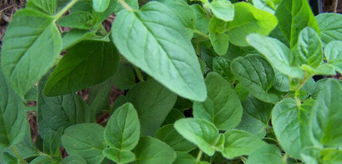 Singing praises of oregano
