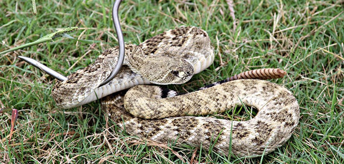 Snake, rattle and roll Buda native takes pride in snake rescue gig