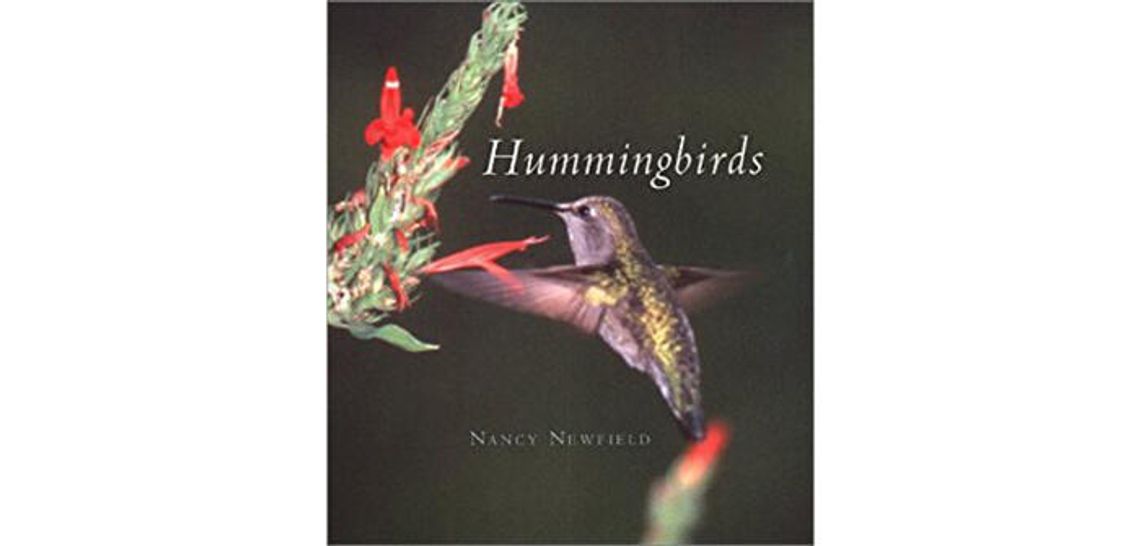 Take care of your local hummingbirds