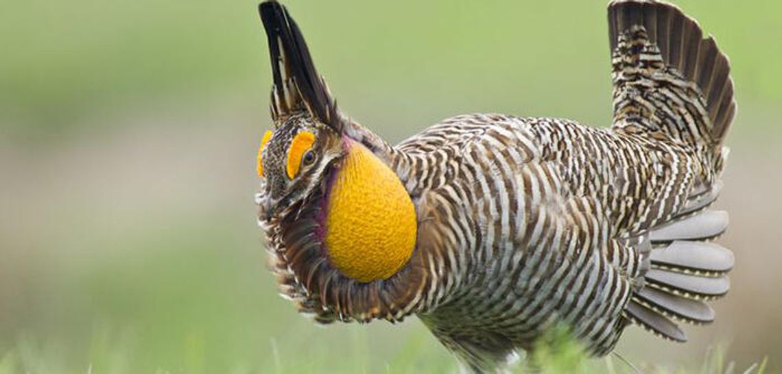 Take some dancing tips from the seductive Prarie Chicken