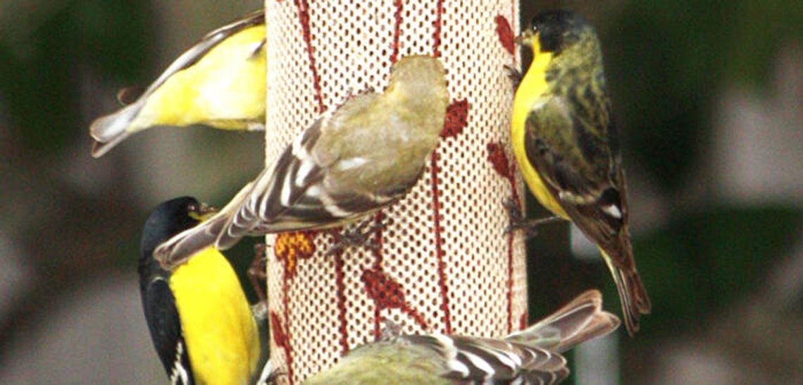 Take time to feed the birds
