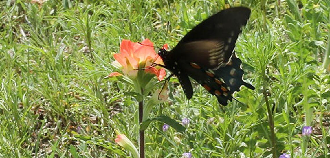 Taking care of Mother Earth: 47th annual Earth Day April 22