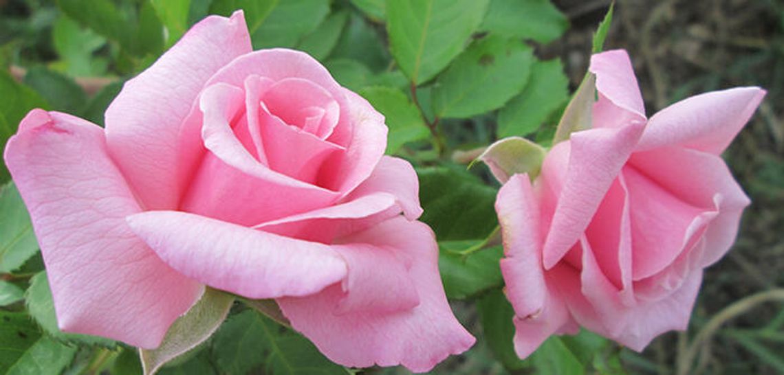 Ten garden activities for February