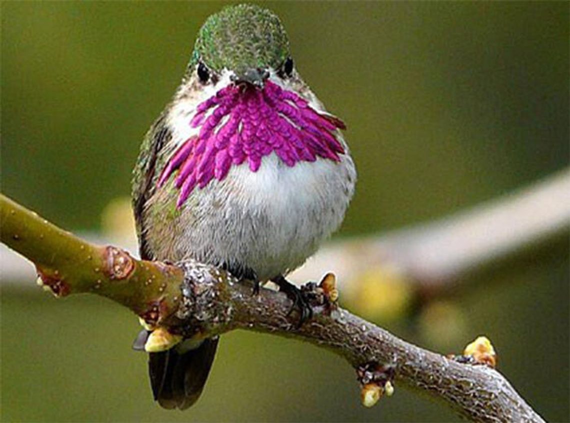The eloquence of the Calliopes