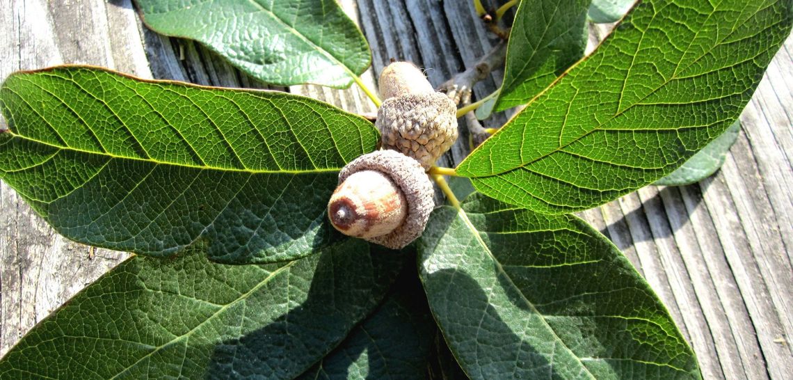 The glory of native oaks