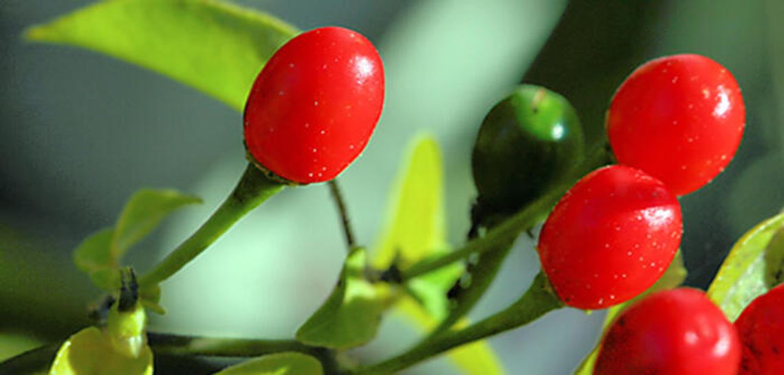 The mighty pequin: Hot and beautiful