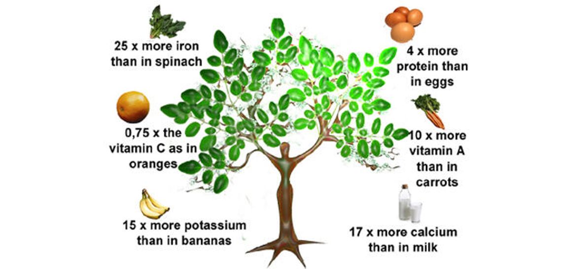 The miraculous Moringa tree: a Living Pharmacy