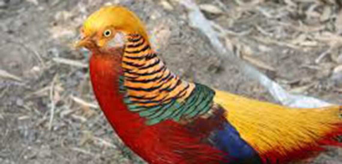 The most beautiful birds in the whole wide world