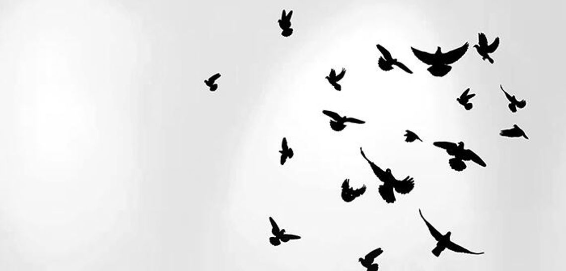 The status of birds