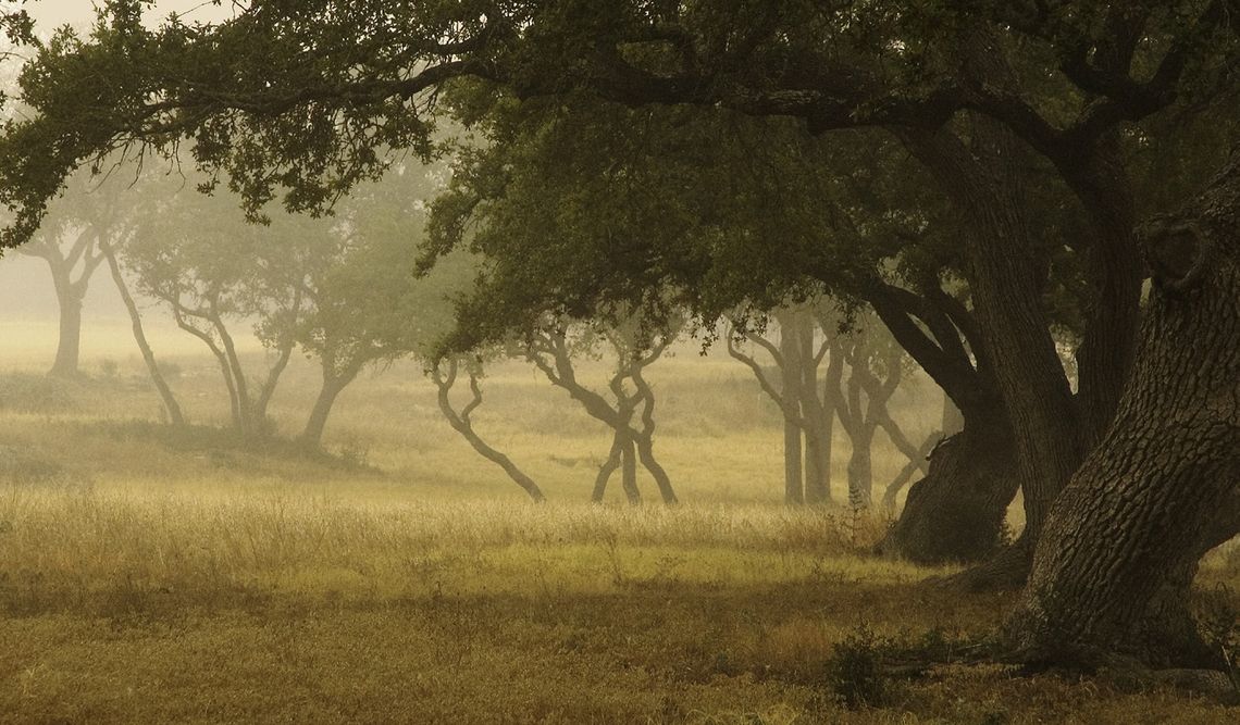 The Texas Live Oak – A Symbol of the Hill Country The Texas Live Oak – A Symbol of the Hill Country