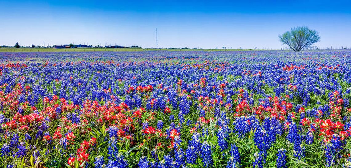The wonderful world of wildflowers