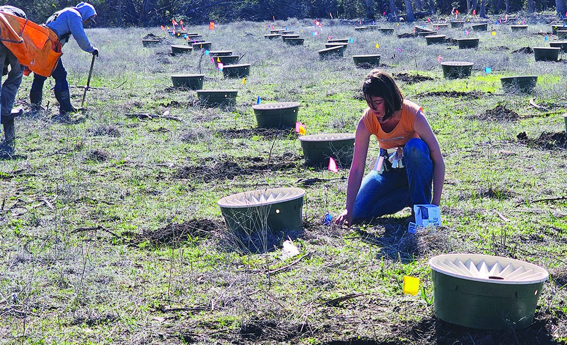 TreeFolks plants 2,000 native trees at Jacob's Well TreeFolks plants 2,000 native trees at Jacob's Well
