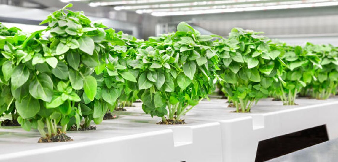 Urban farming network to set up in Kyle