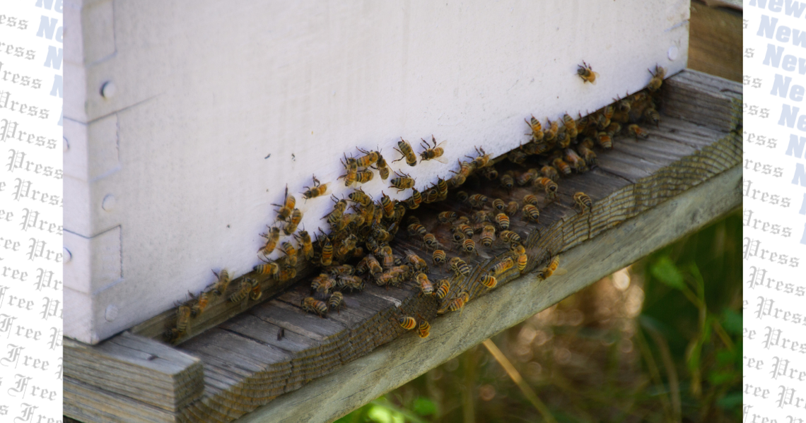 Vista Brewing buzzes for Driftwood Honey Harvest Festival
