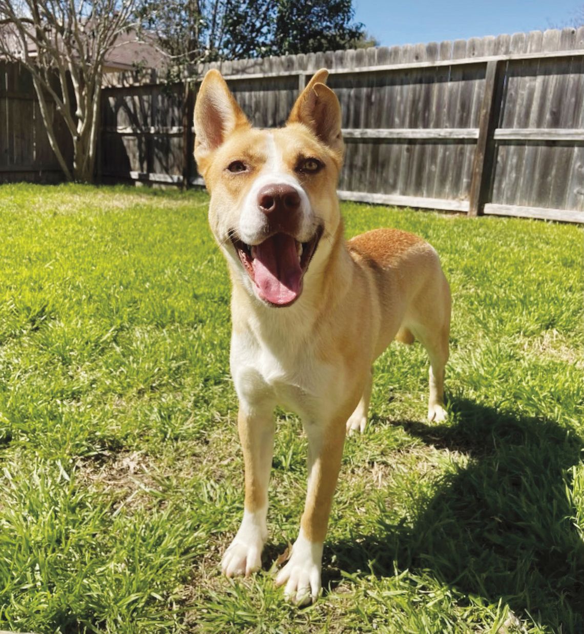 Volunteers, Facebook group help dog reunite with owner in San Marcos Volunteers, Facebook group help dog reunite with owner in San Marcos
