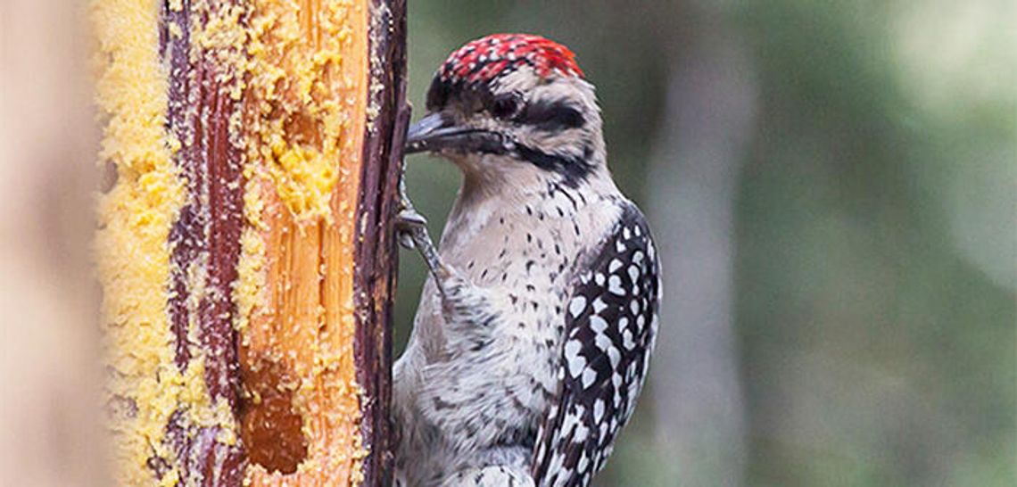 Watch out for woodpeckers