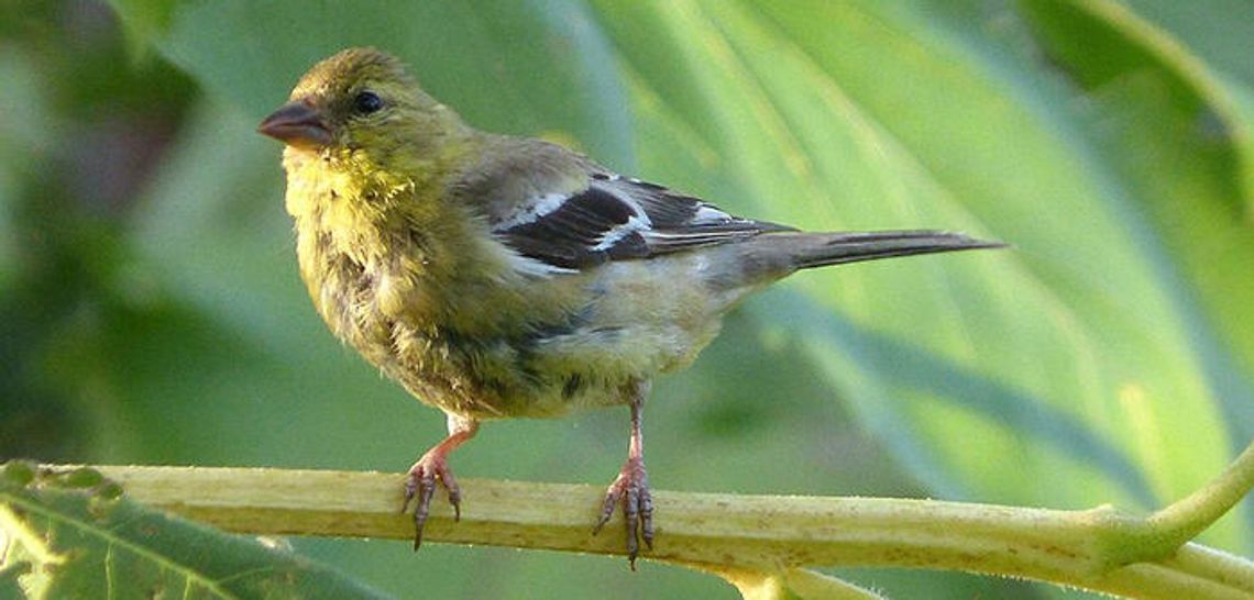 What could be greater than a lesser goldfinch?