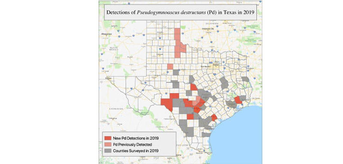 White-Nose Syndrome confirmed in bat in Austin