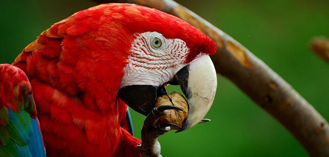 Wild macaws add to Mexico’s colorful beauty