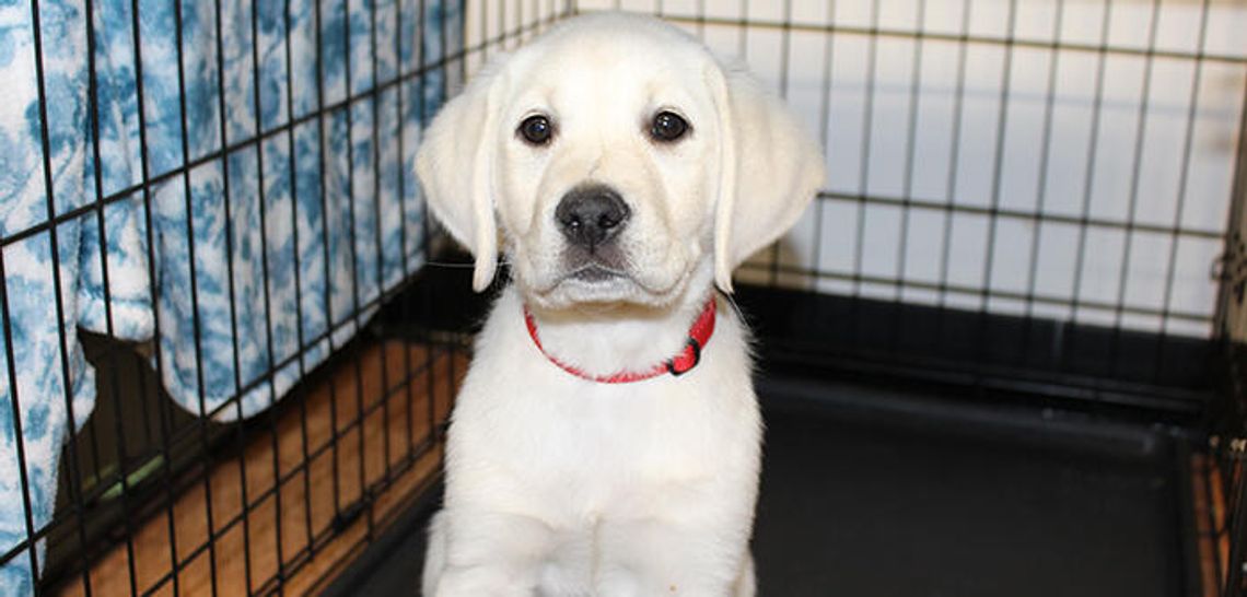 Wimberley High students train future alert dogs