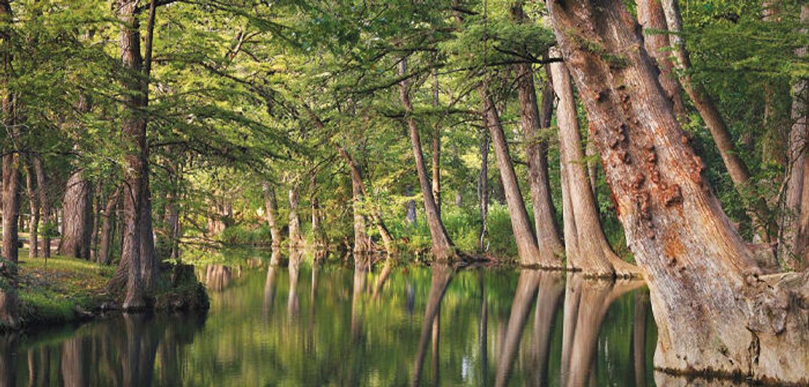 Wimberley to remedy oak wilt at Blue Hole