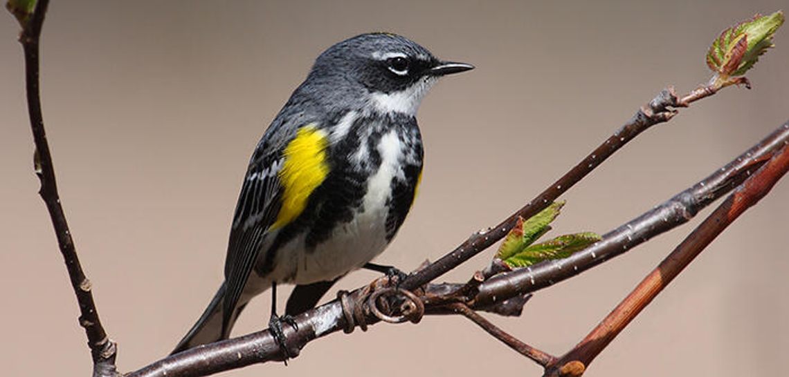 Wook out for warblers
