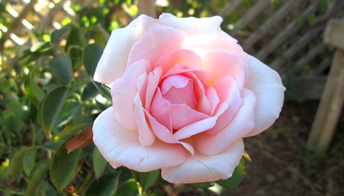 Your basic guide to Central Texas roses